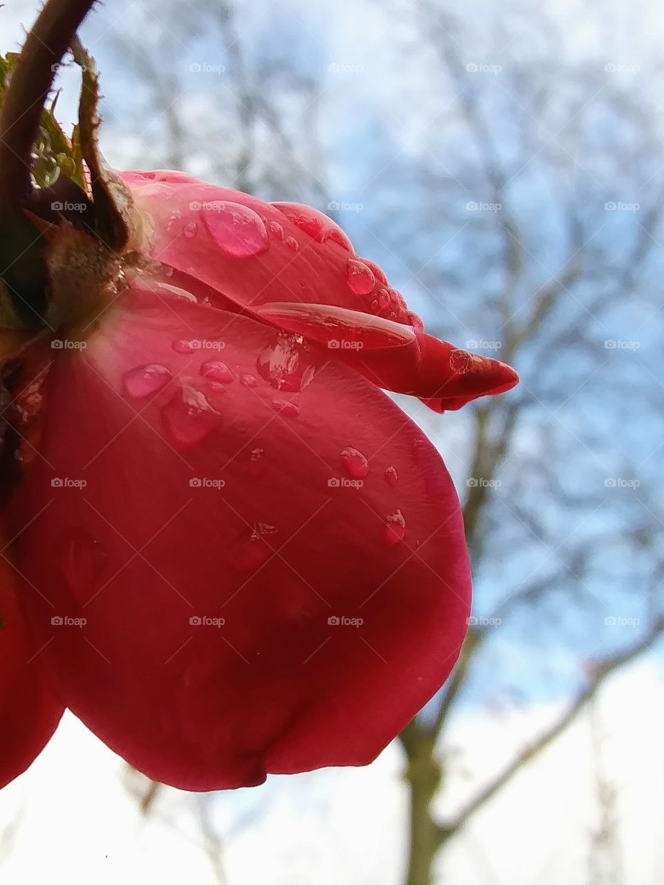 raindrops on a winter rose