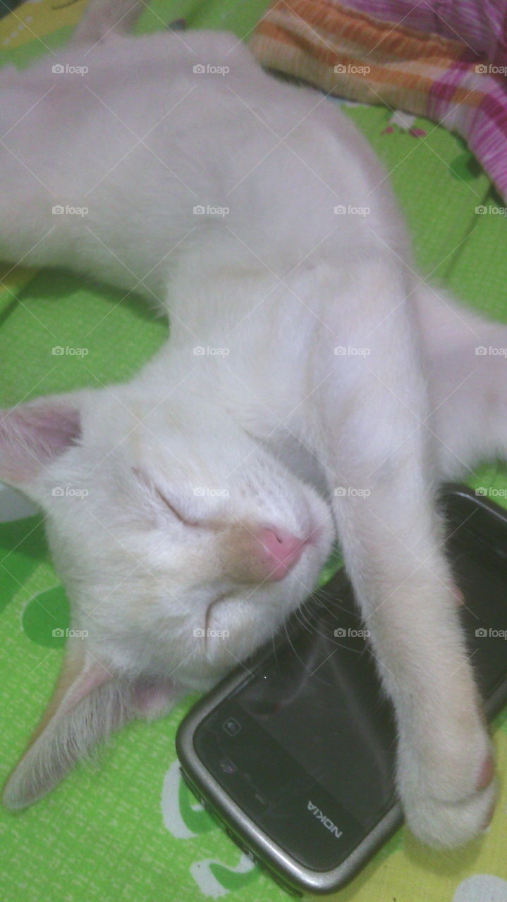 Animal, Pet, Cat, Cute, Mammal