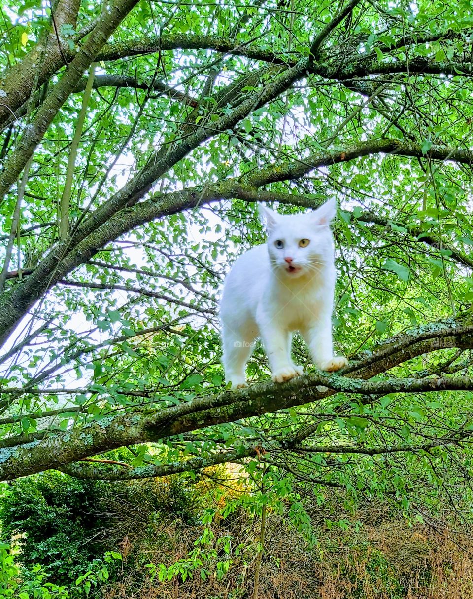 My cat in tree