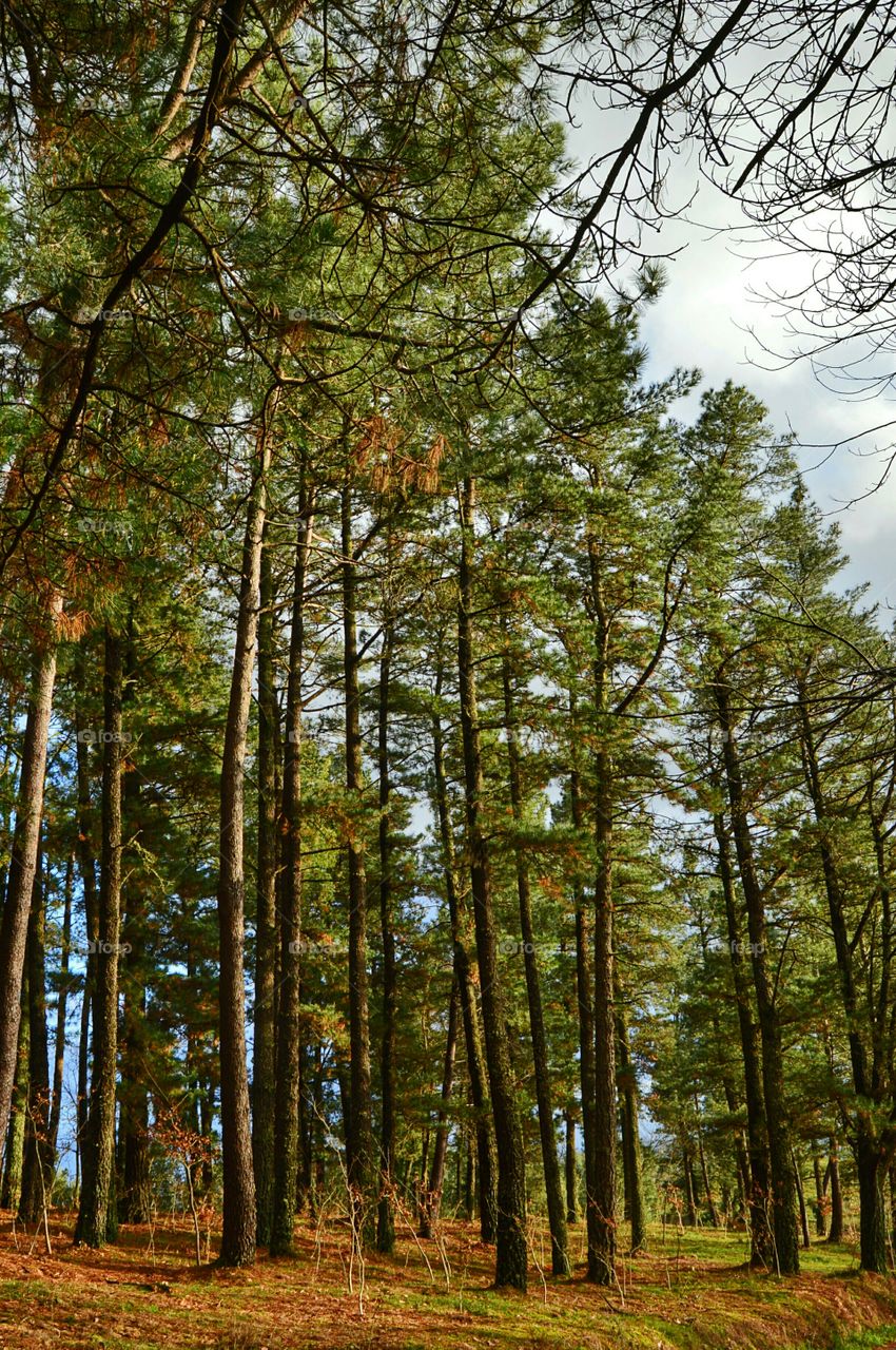 Pine forest. Pine forest, Mount Pedroso, Santiago de Compostela