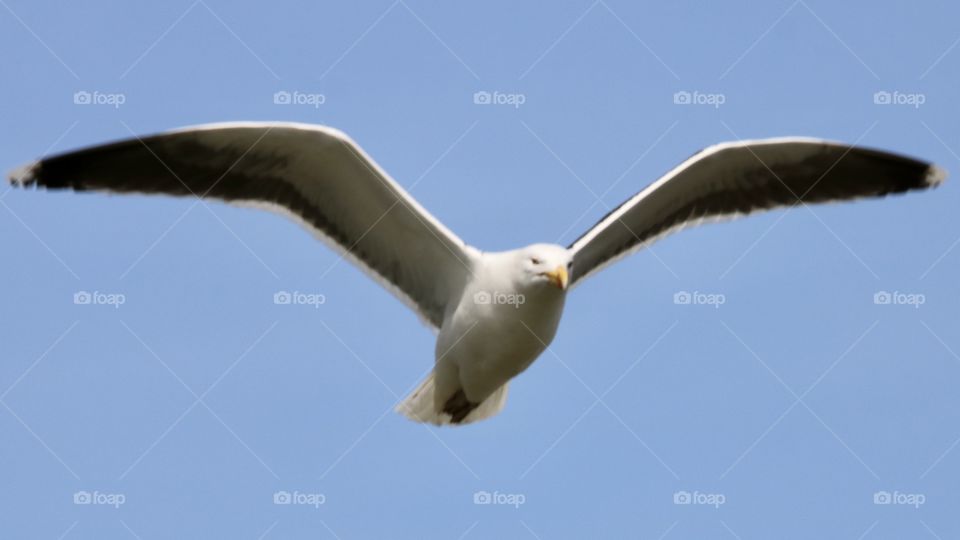 Seagull 