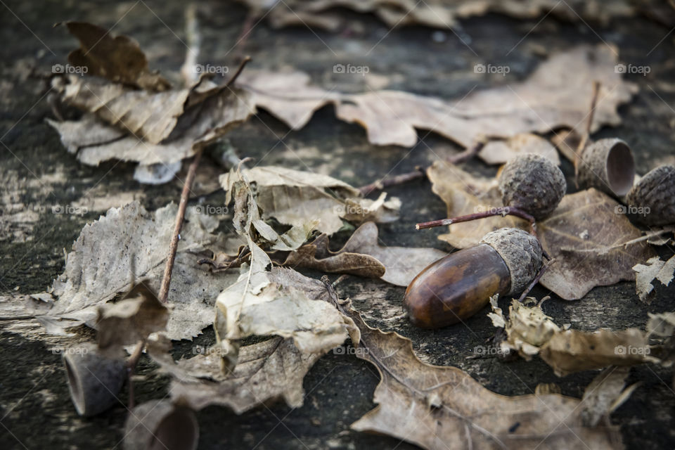 sottobosco invernale
