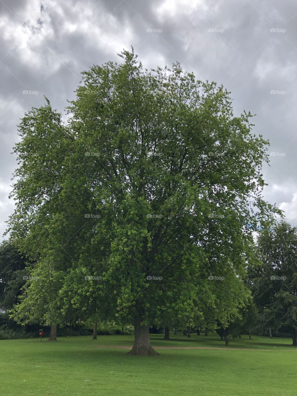 Another tree l feel is worthy of a place in the “hall of fame” what a beautiful example of nature at its very best.