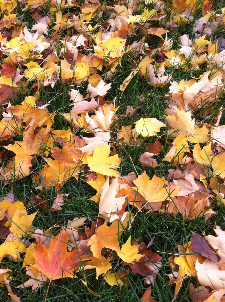 Autumn leaves all over 