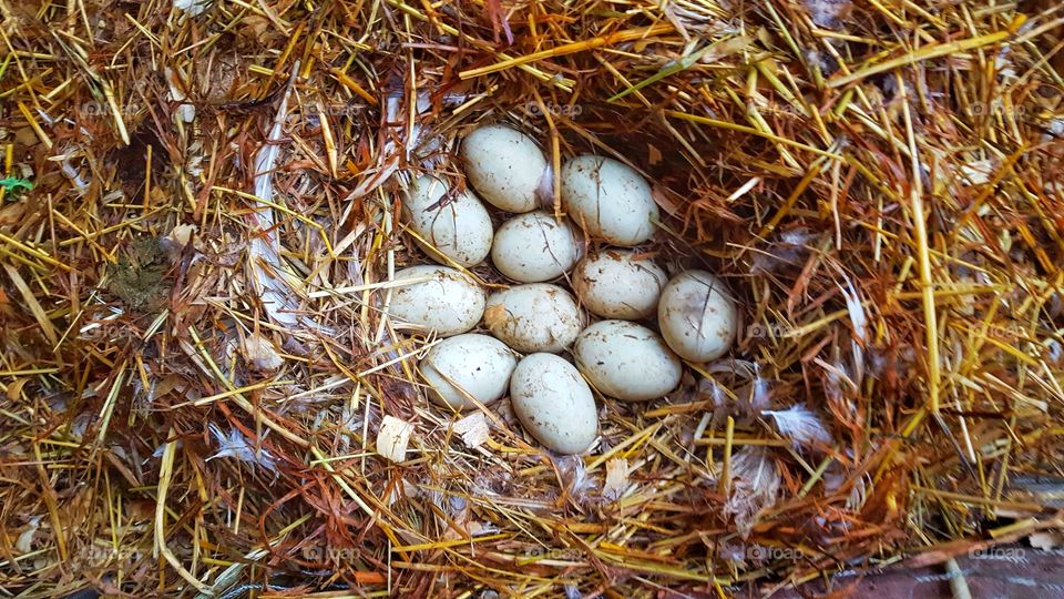 Farm fresh laid duck eggs in a pile of hay