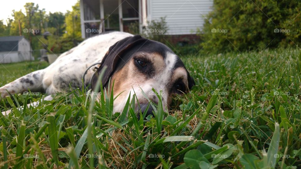 blue tick coonhound laying in grass