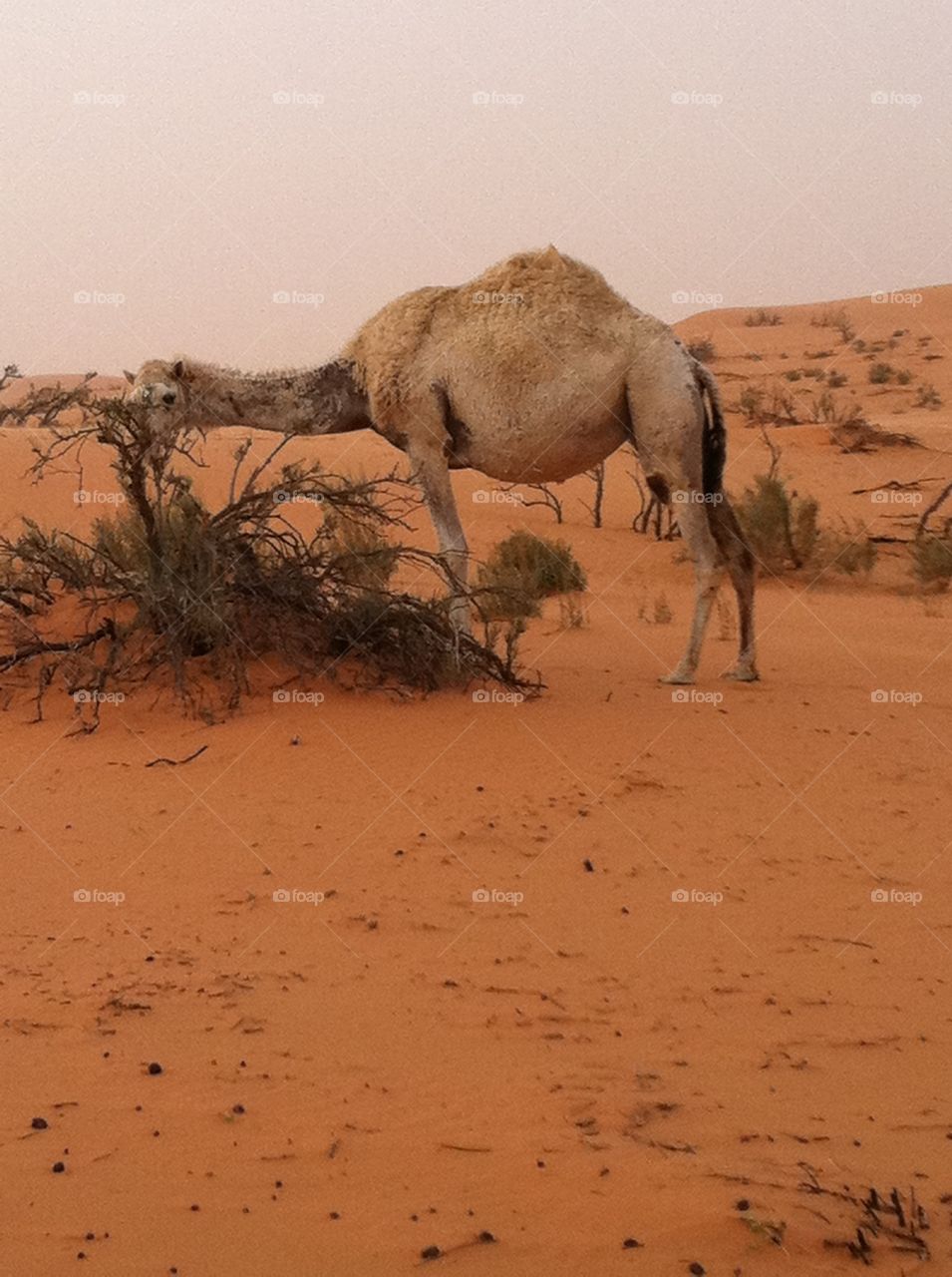 Camel in a desert