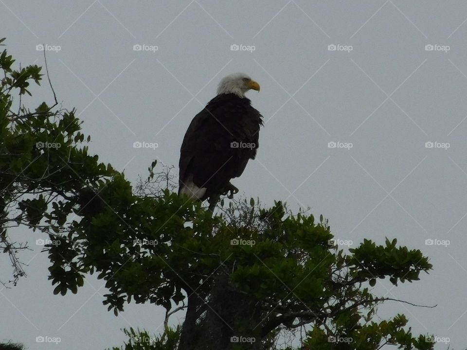 bald eagle enjoying the view of a nice cloudy day.
