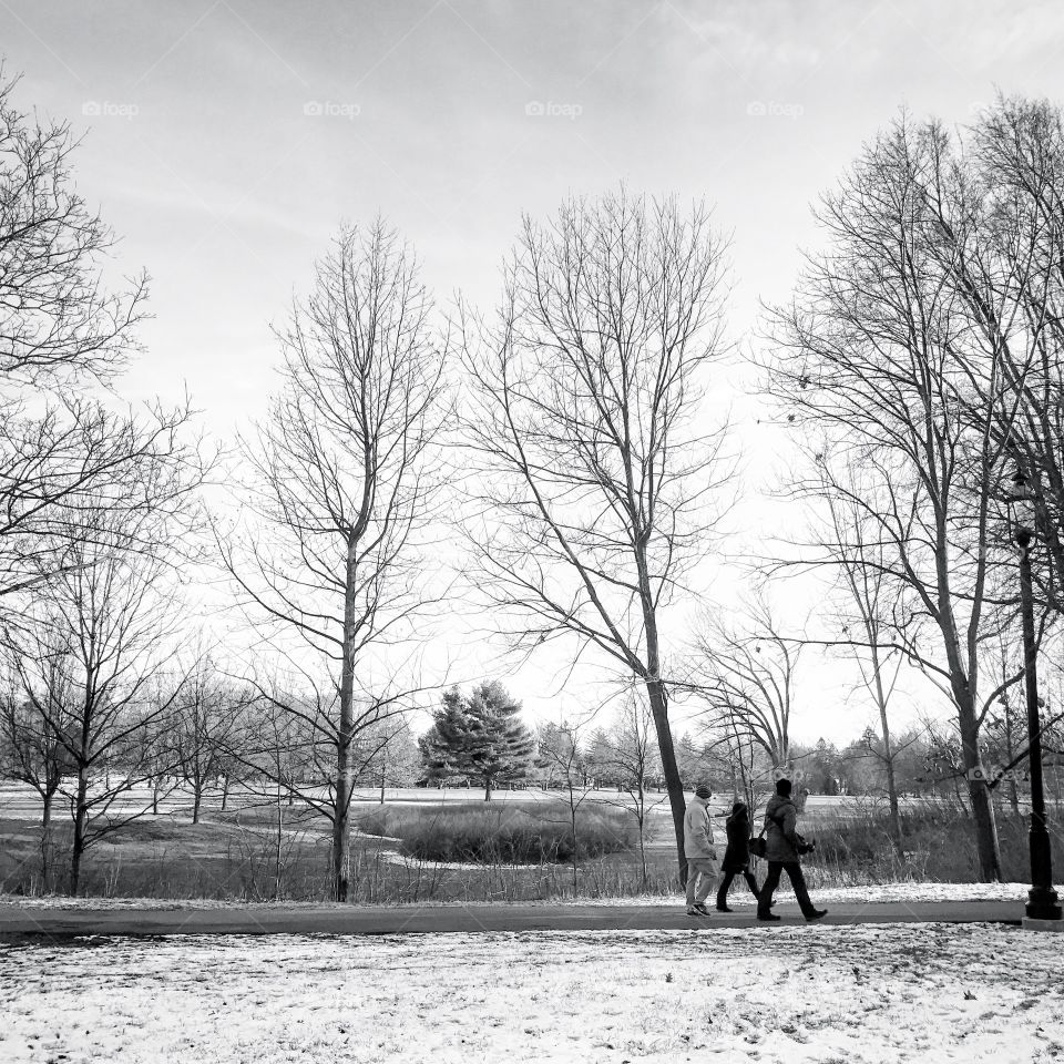 Trees and snow