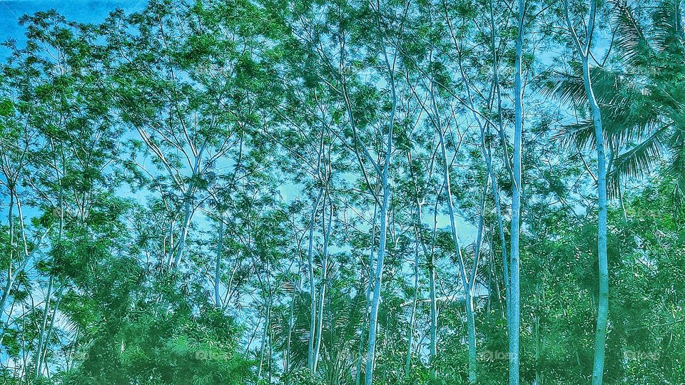 Small forest in the regency border