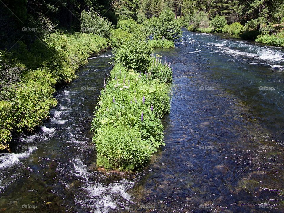 The Metolius River in Central Oregon rushes along its ponderosa pine tree and bush covered river banks with a log in the river on beautiful sunny summer day. 