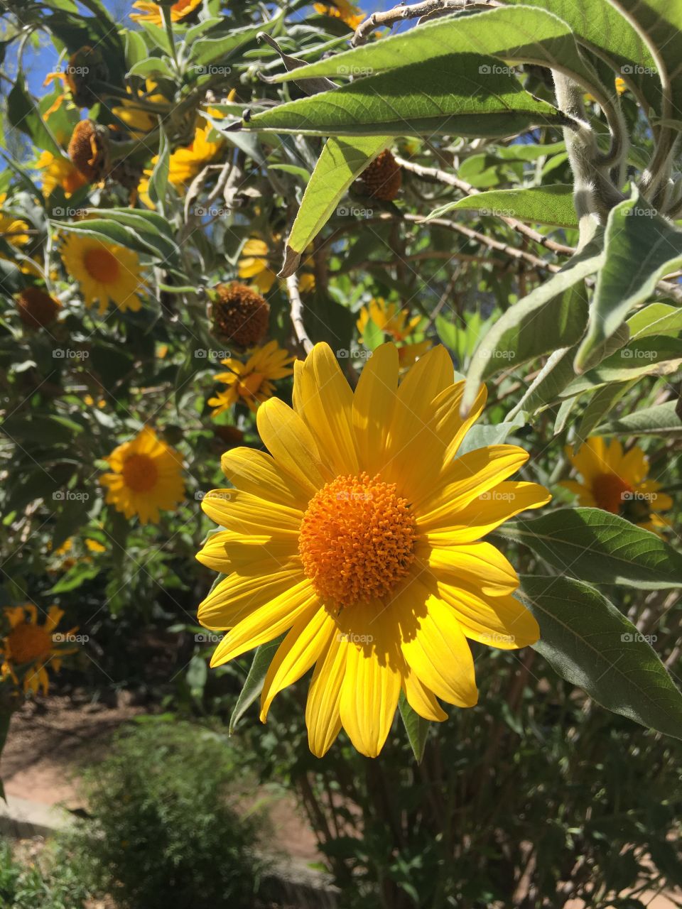 Happy Sunflowers