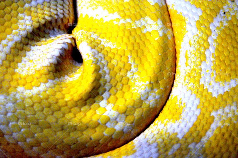 Yellow snakeskin 