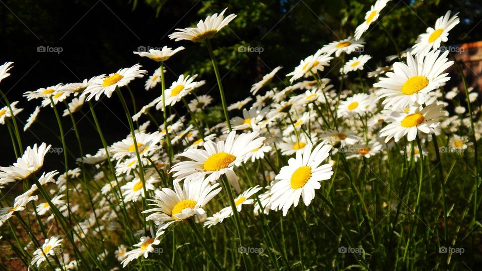 Beautiful field of wildflowers