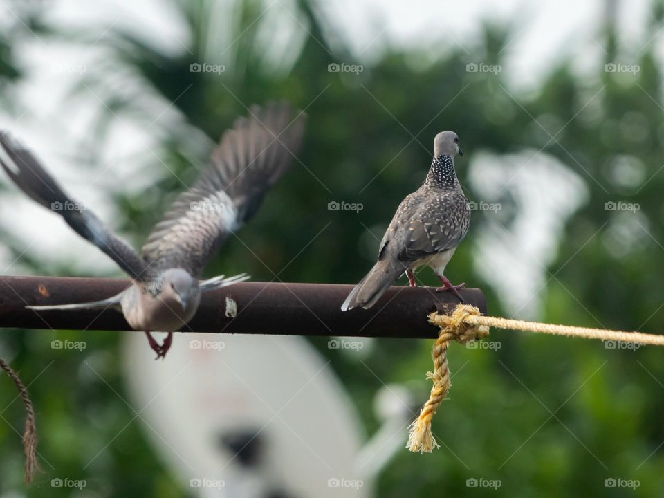 City Dove