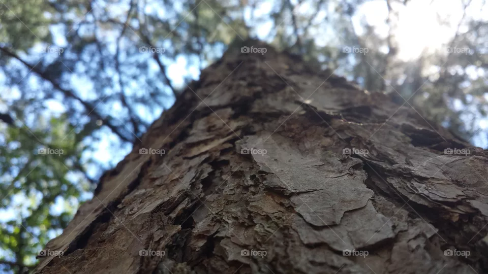 tree
