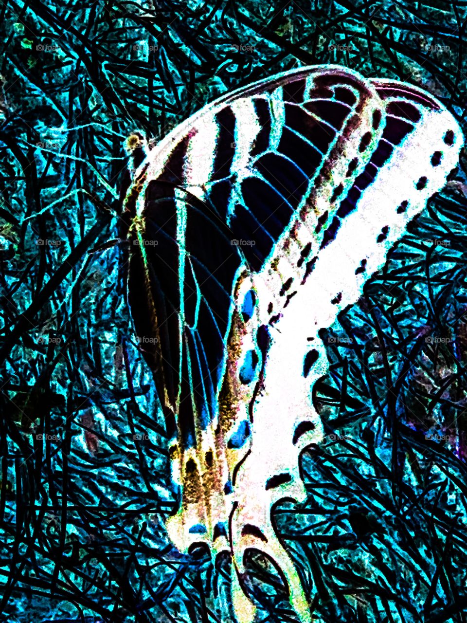 Butterfly negative inverted to striking image