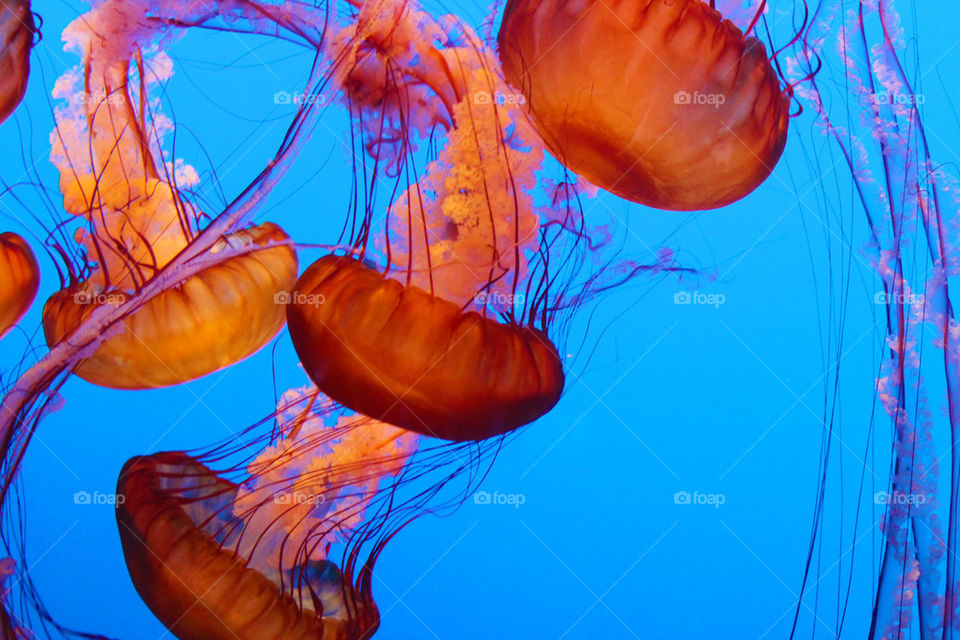 Jellyfish Scramble