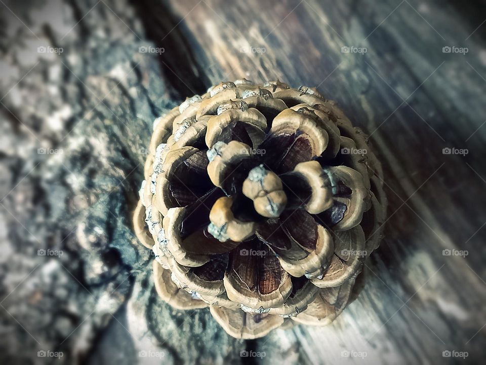 pine cone in macro photo