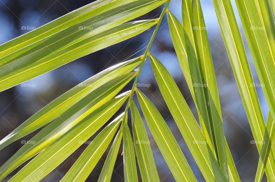close up of long green leaves from a tree