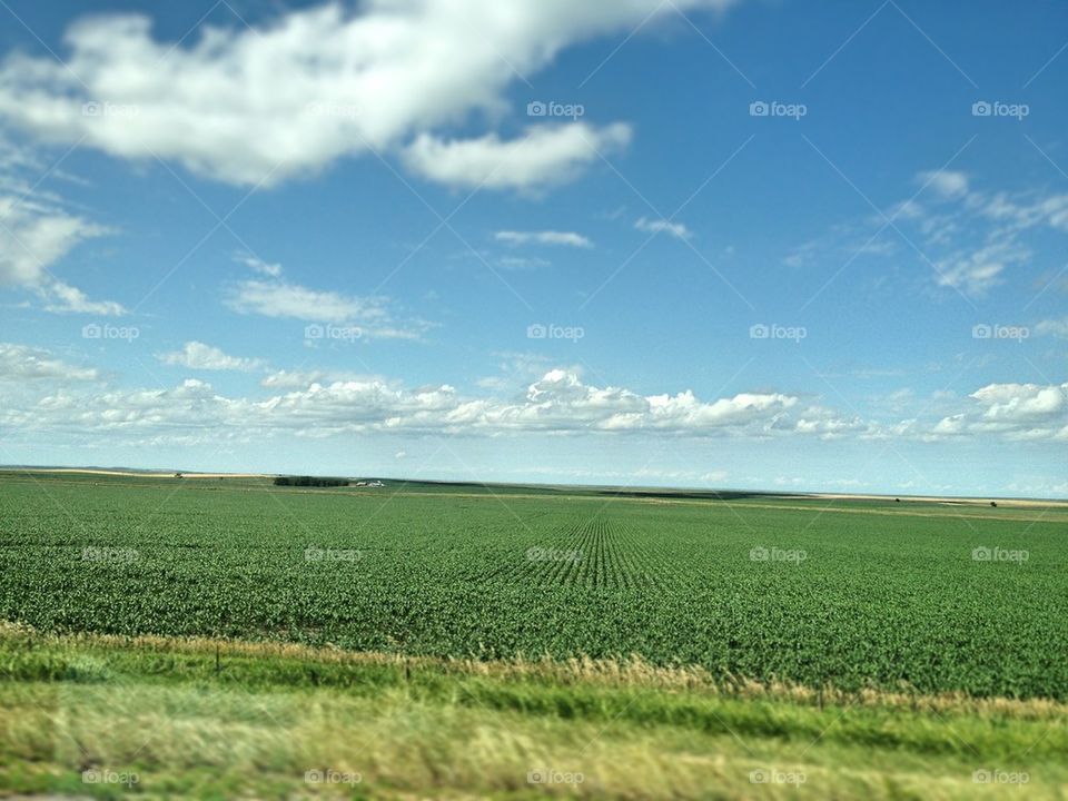 American farmland 