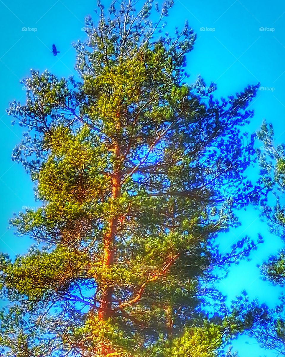 tree and bird