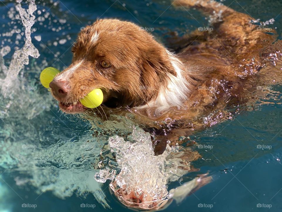 Border collie swimming and splashing in a pool 