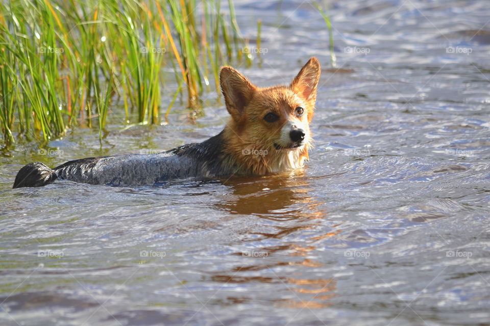 Dog bathing in a lake