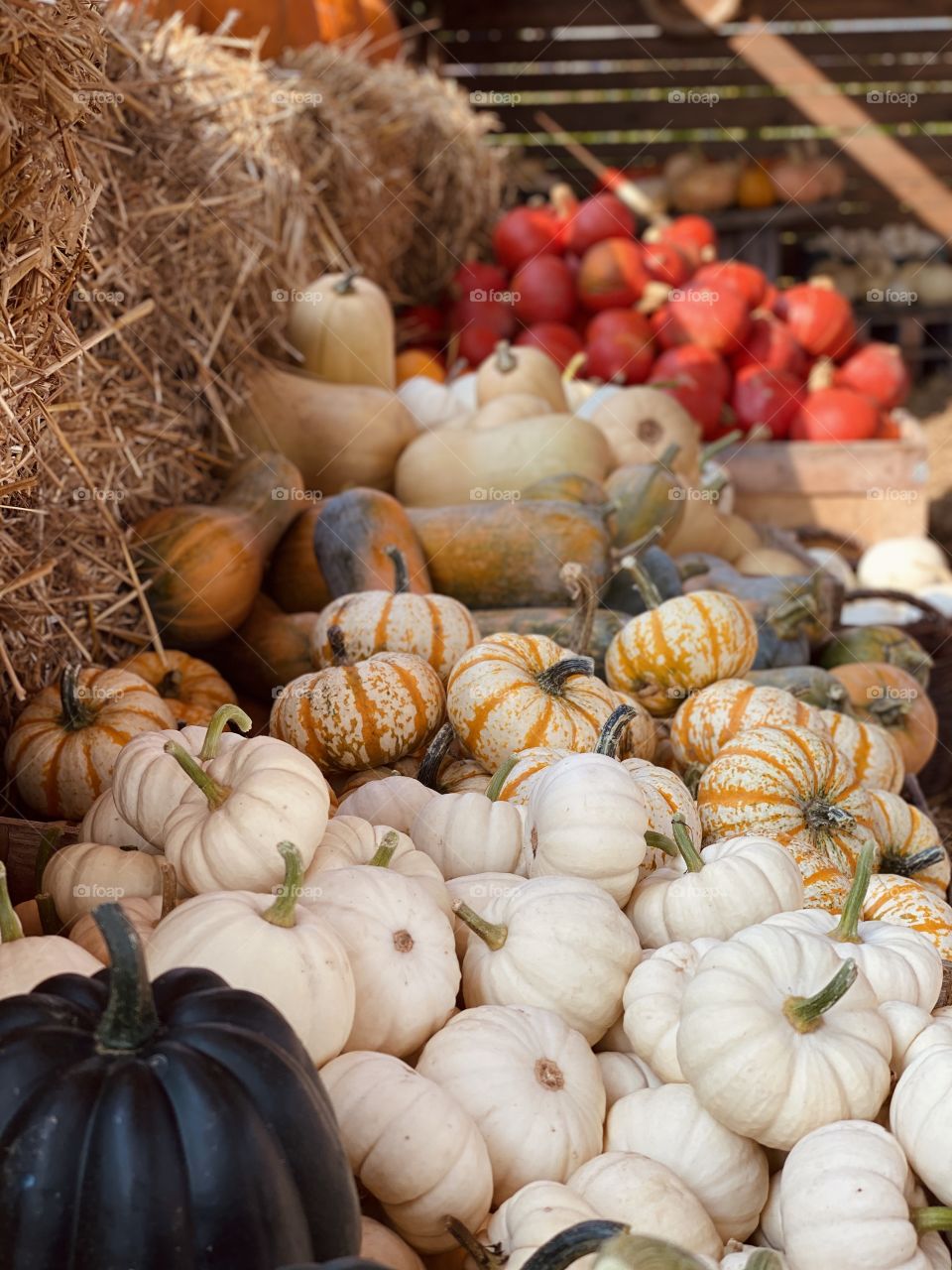 Pumpkin farm