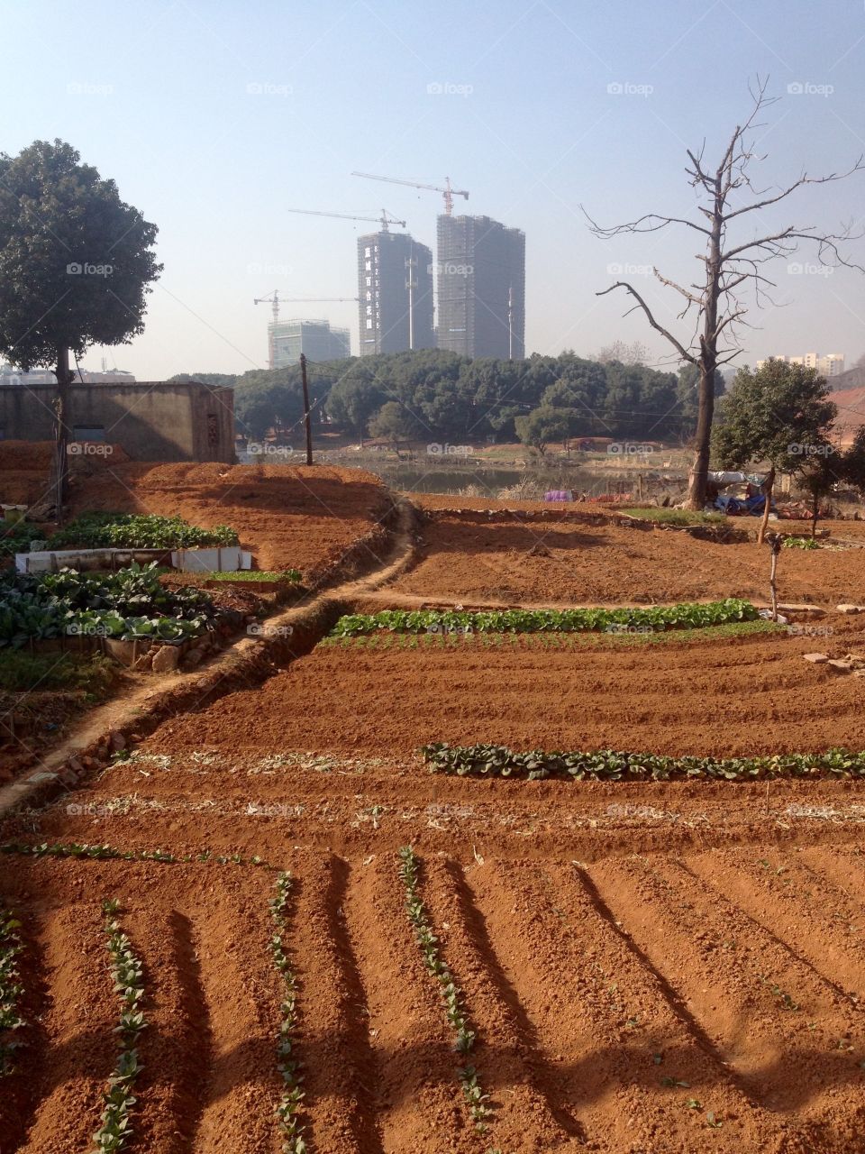 Croplands with skyscrapers on the horizon