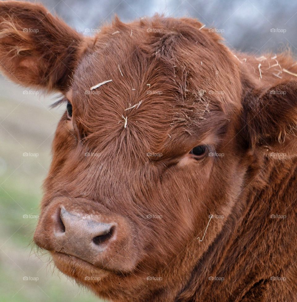Baby Red Angus calf - 3 months old. 