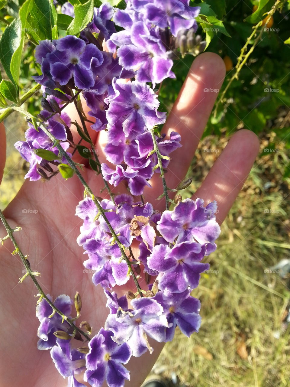 little violet flower