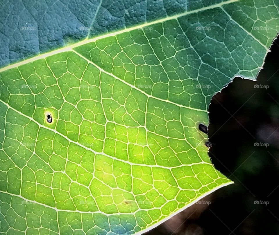 Beautiful green leaf