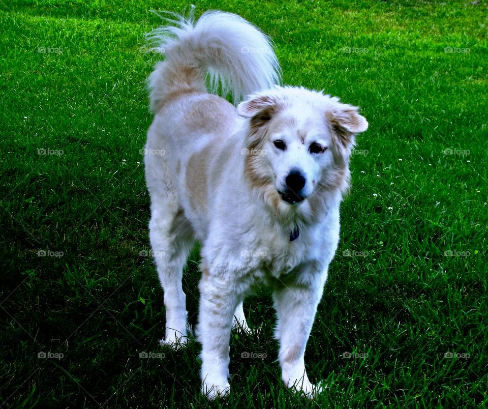 Fluffy mixed breed large dog