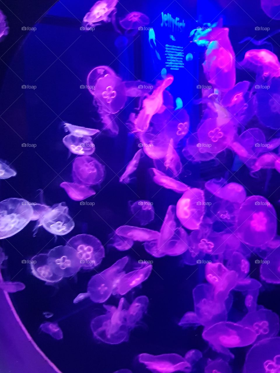 Jellyfish in tank