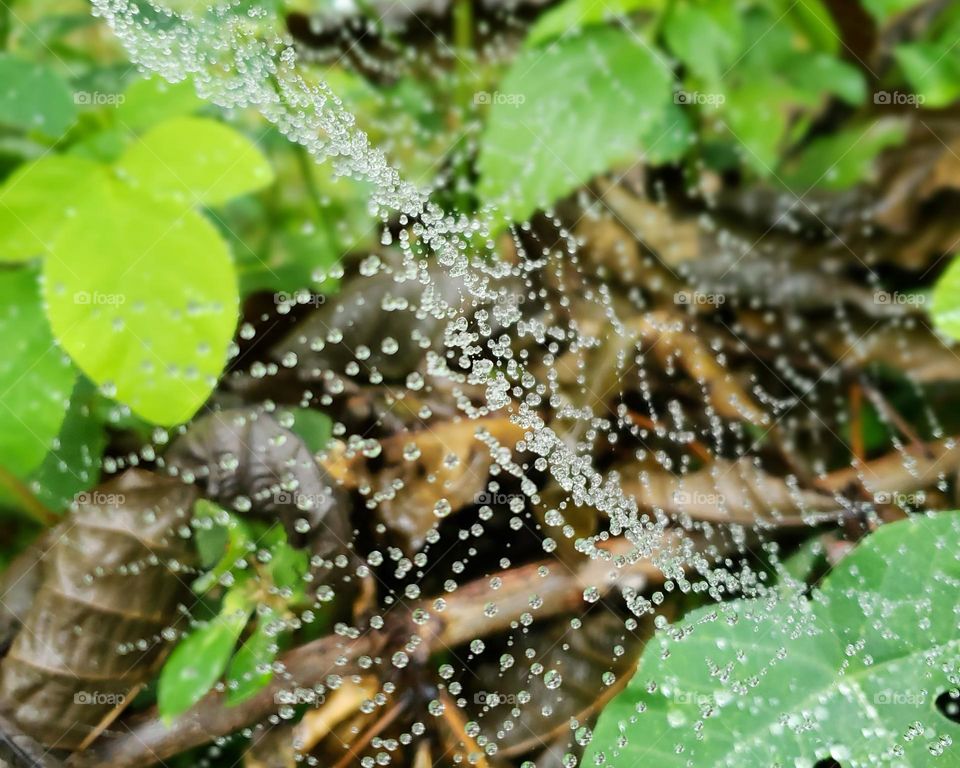 Dew on spider's web