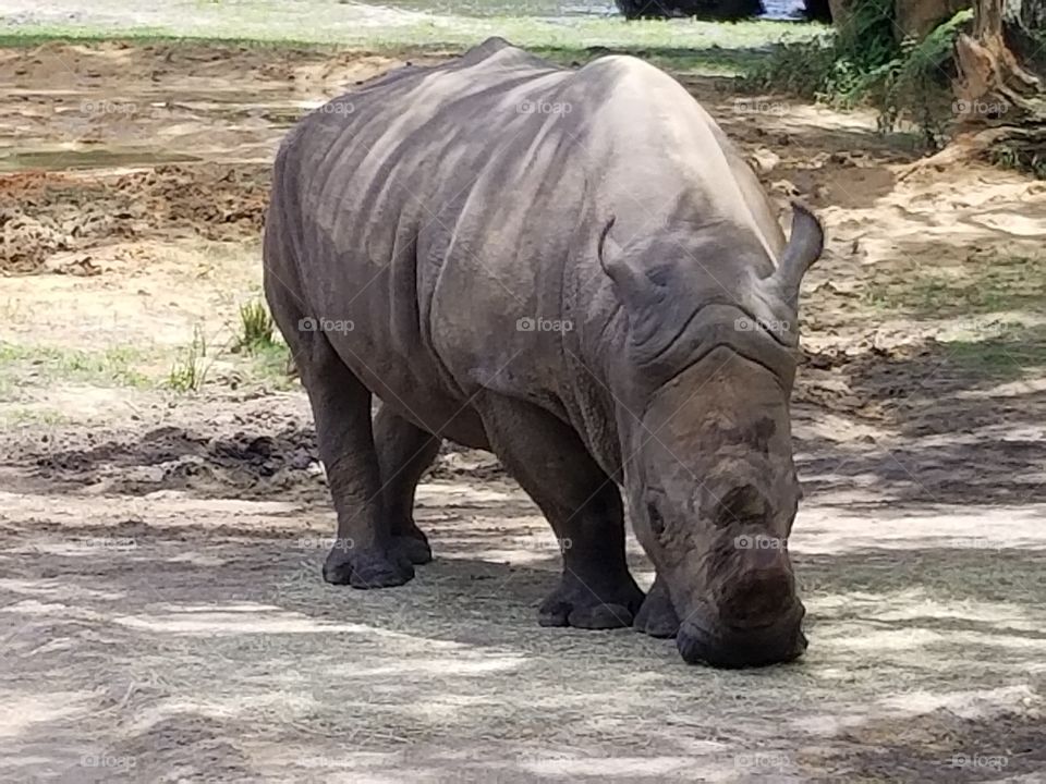 A black rhino grazes peacefully.