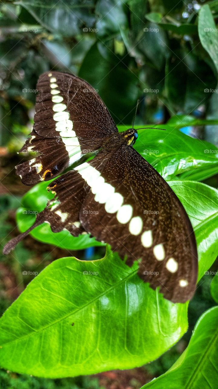 A beautiful butterfly sitting on an orange leaf