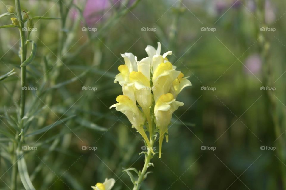 Yellow toadflax 