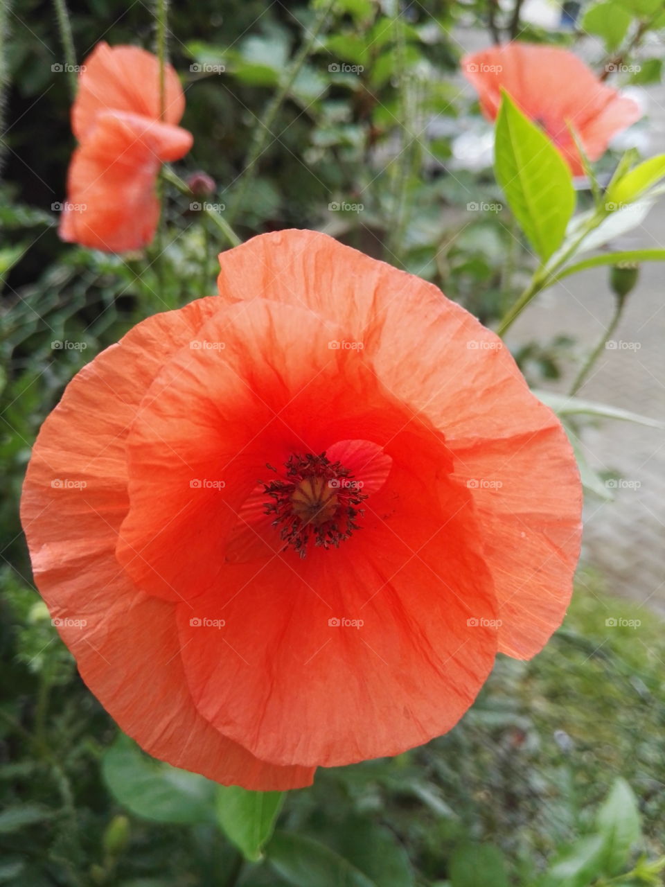 Poppy Blossom 1