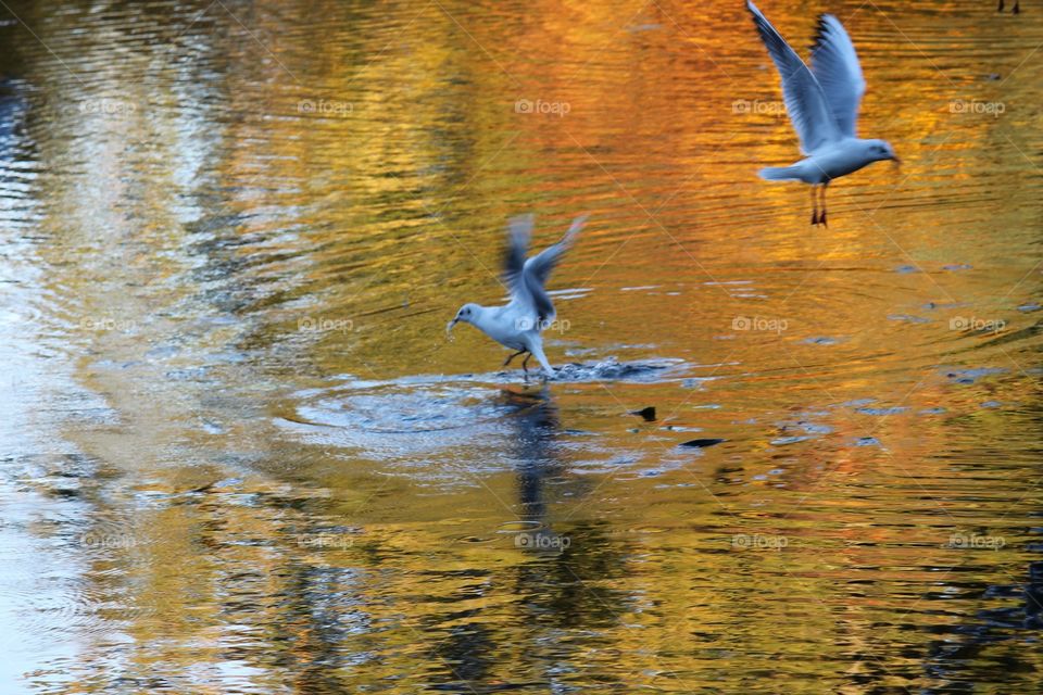 Autumn leaves reflected on lake birds