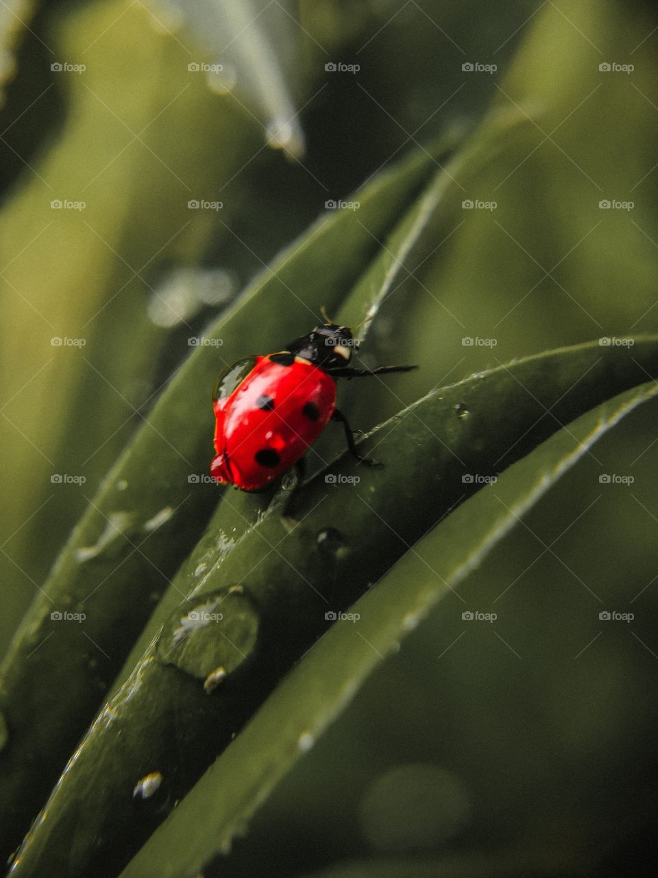 ladybug sitting on the grass