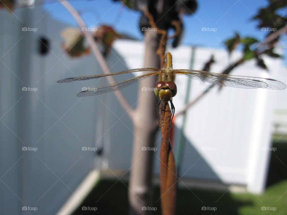 Close-up of dragonfly on barbed wire
