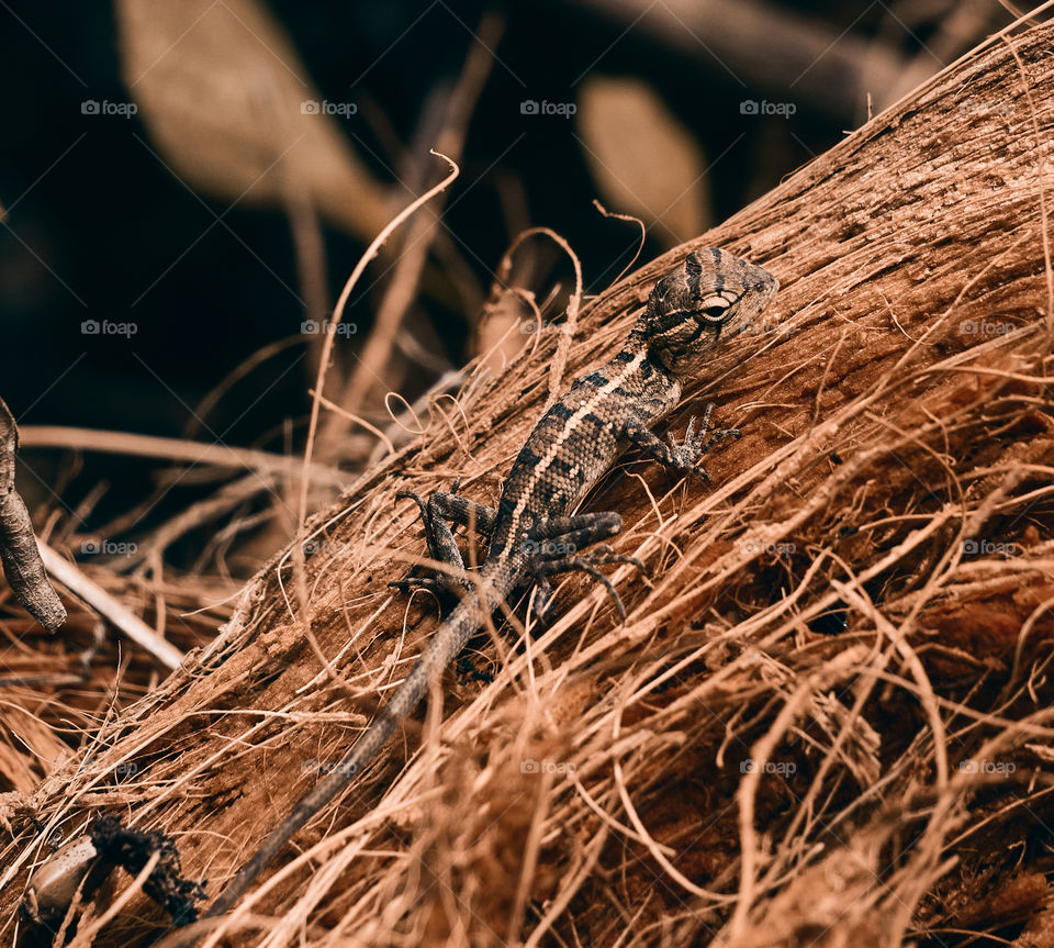 Oriental lizard  - backyard garden