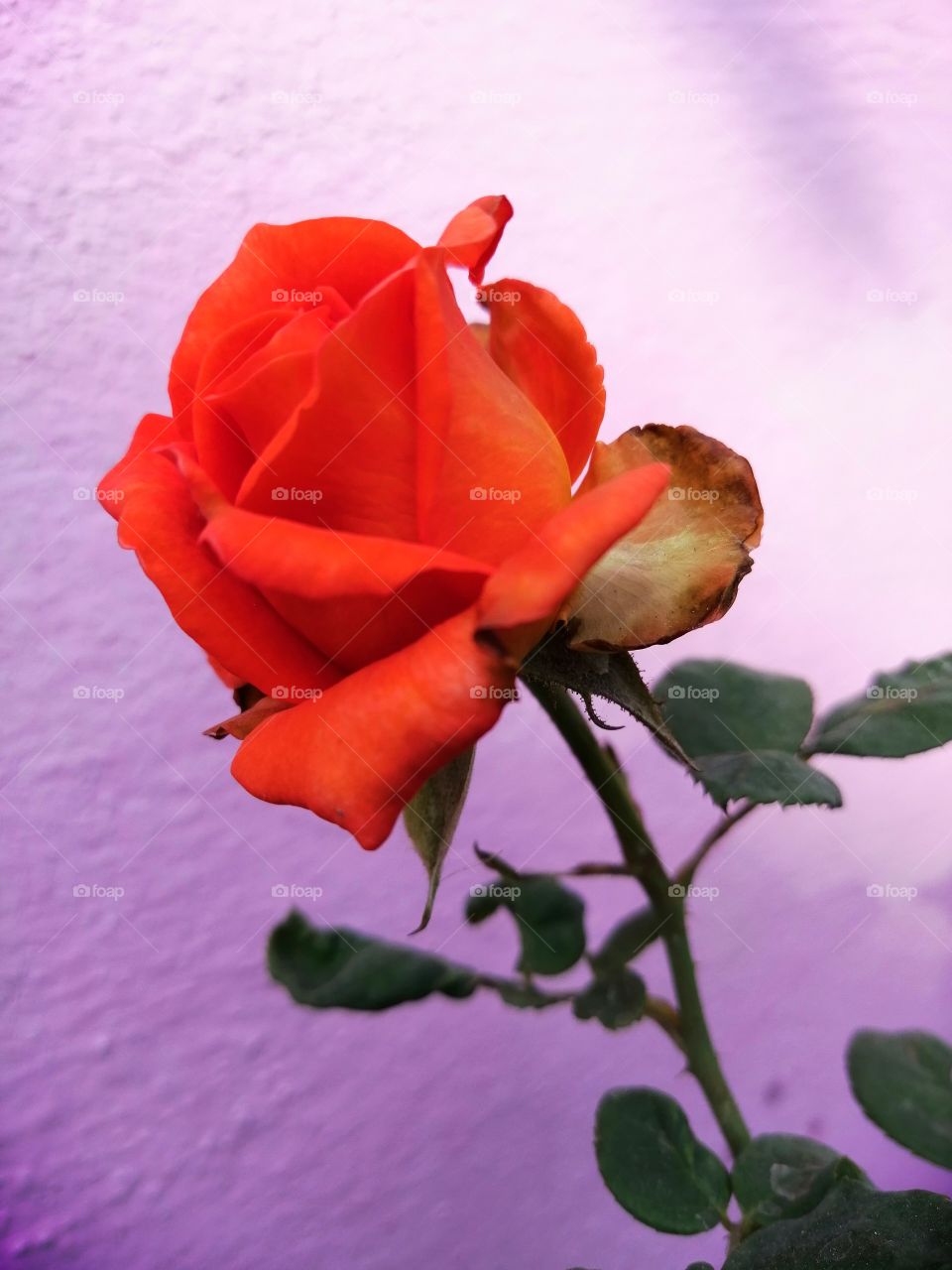 The orange colour stories. Beautiful orange colour rose flower.