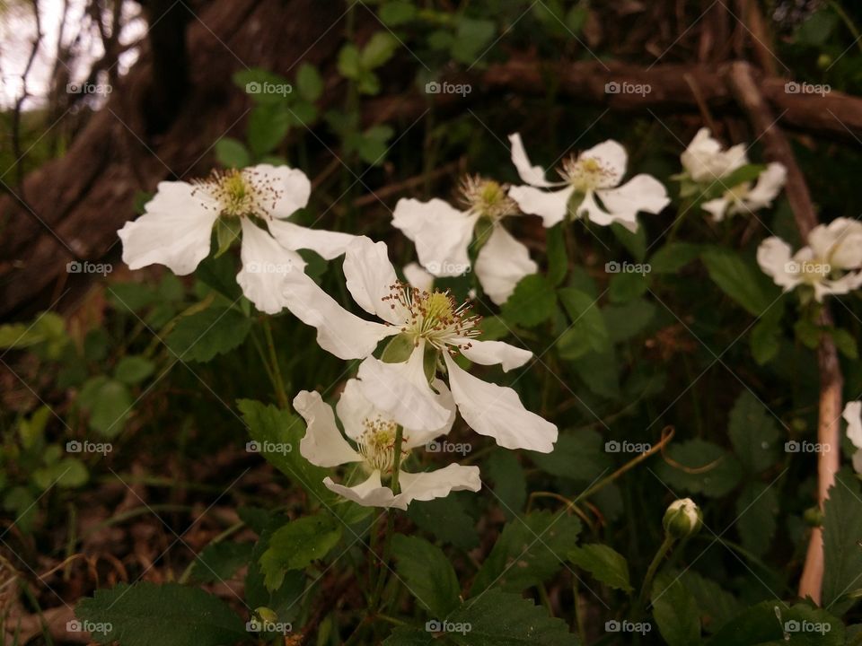 Dewberry Blossoms