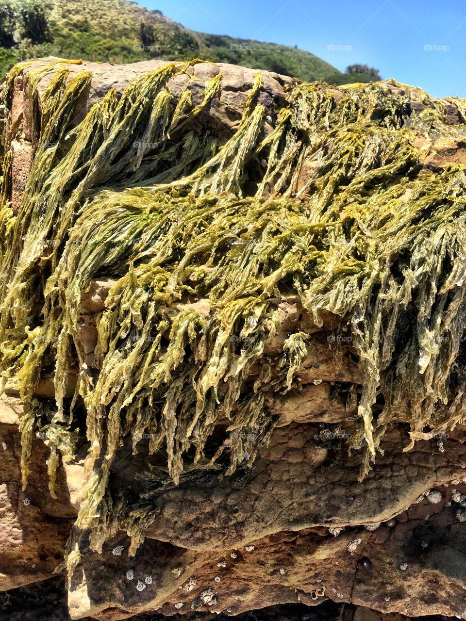 Exposed sea bed during low tide 