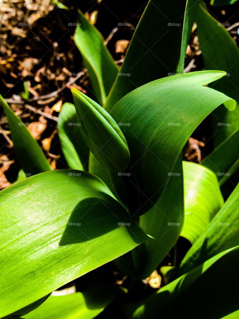 Tulip's shadow 