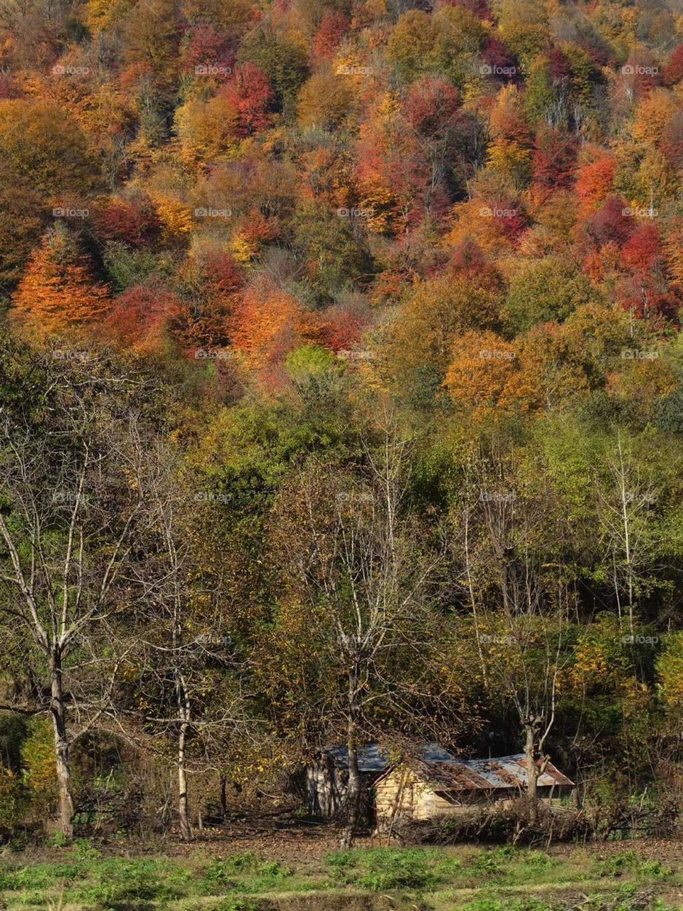 An old wooden hut in the heart of colorful  forests in Fall! the shades of yellow, red, orange, purple and green colors on the wooden hut has given it a different architecture.