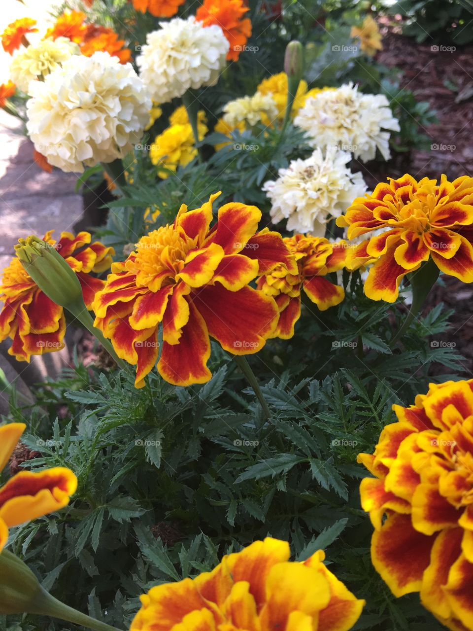 Colorful Marigolds 